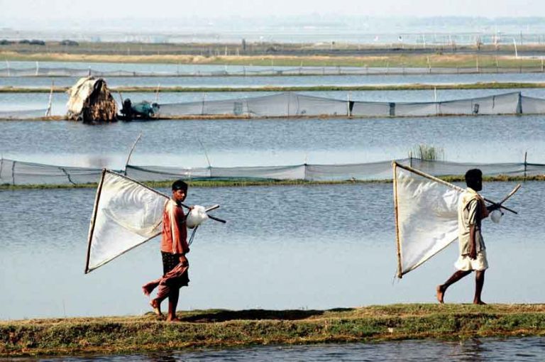 Illegal prawn gheris demolished at Chilika