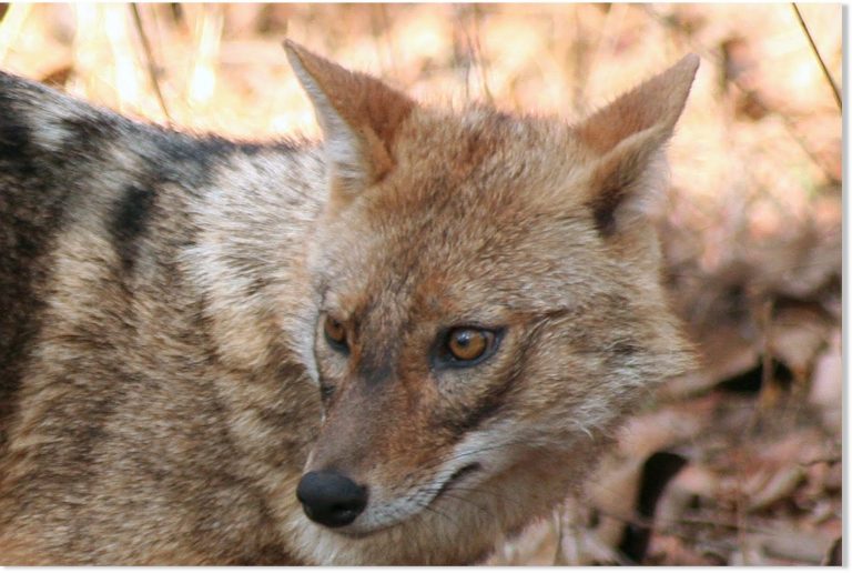 Nine injured in jackal attack at Bhadrak