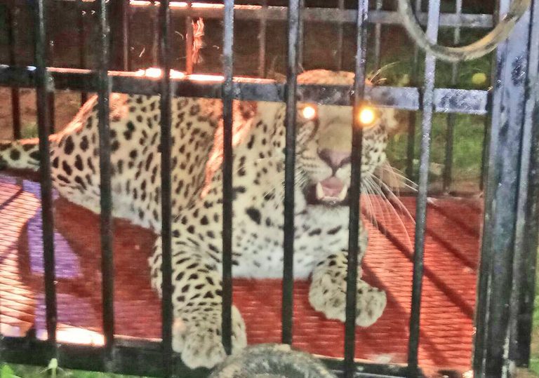 Man-eater leopard brought to Nandankanan