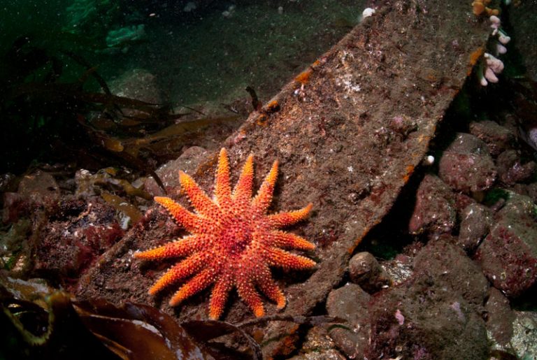 Marine Quest 2017 Odisha rounds in city today