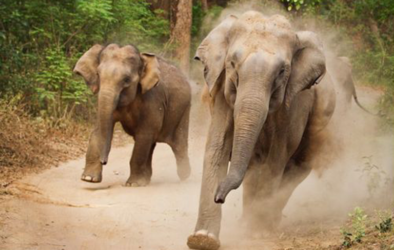 Elephant Herd Destroys Mandi In Bargarh