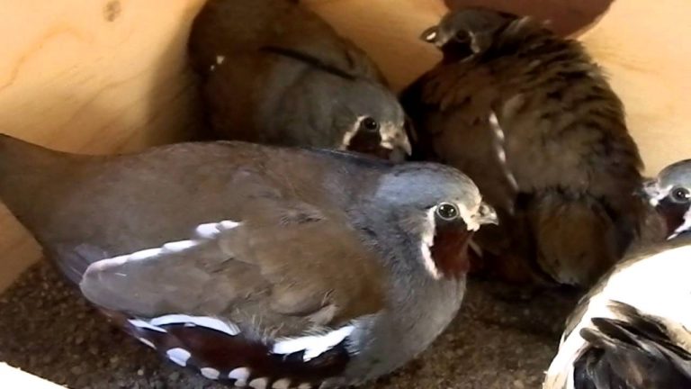 12 rare Mountain Quails rescued in Kalahandi