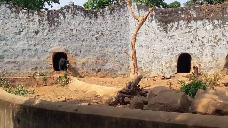 Nandankanan loses a female sloth bear to suspected TB