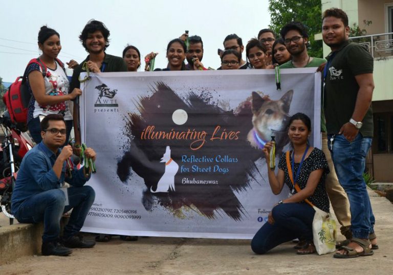 Visible collars on street dogs to reduce accidents