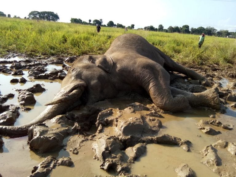 Tusker found dead in paddy field in Cuttack