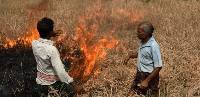 Govt releases helpline number, seeks report on crop loss due to pest attack