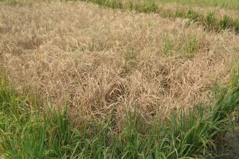 Pest-affected share croppers, lessees to be compensated: SRC