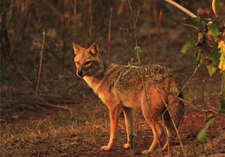Indian_Golden_Jackal