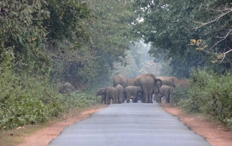 Elephant herd moving in Nilagiri in Balasore on Thursday. Photograph: Odishabytes