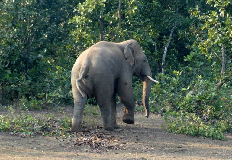 World Elephant Day: A Jumbo Affair To Remember