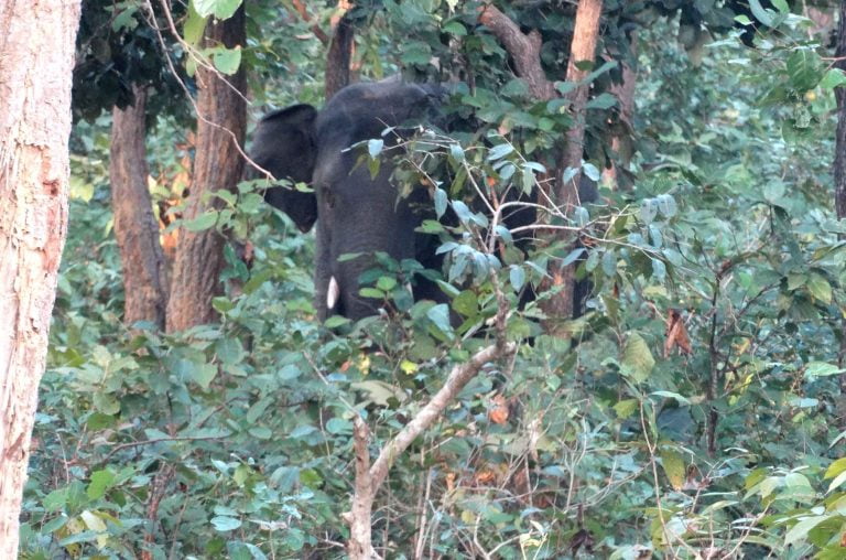Elephants On Rampage Spree In Sundargarh & Kalahandi Dists