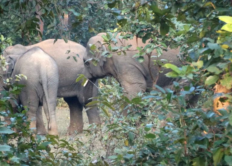 Elephants from Dalma Sanctuary in Jharkhand entered Jadibali forests at Nilgiri in Balasore on Wednesday. Photograph: Odishabytes