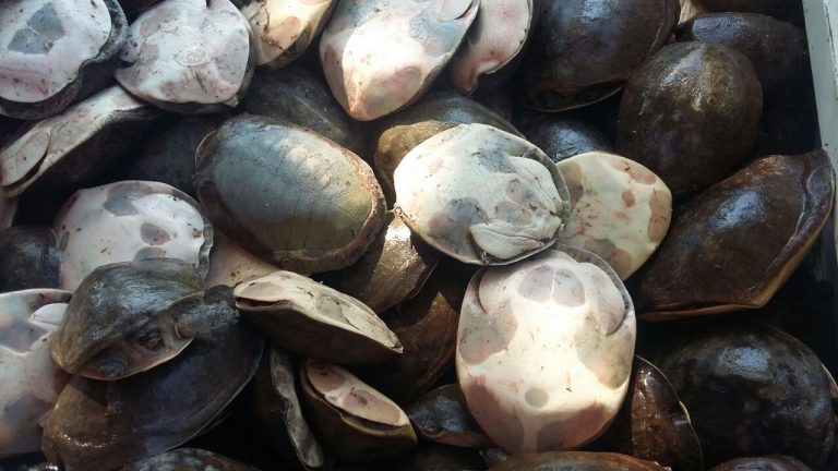 Over 1,000 Turtles Seized In Malkangiri, Three Arrested