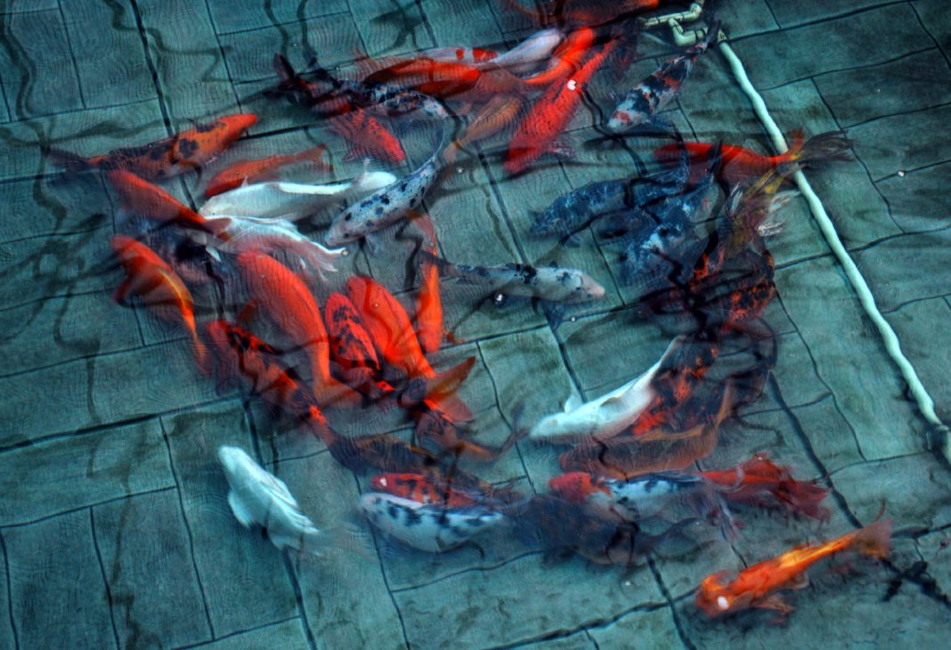 GOVERNOR HOUSE PARK OPEN 8 TO 20