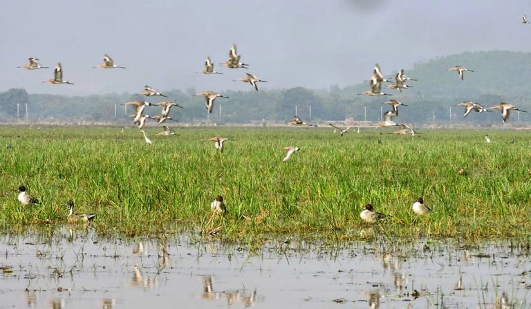 Chilika lake bio-diversity