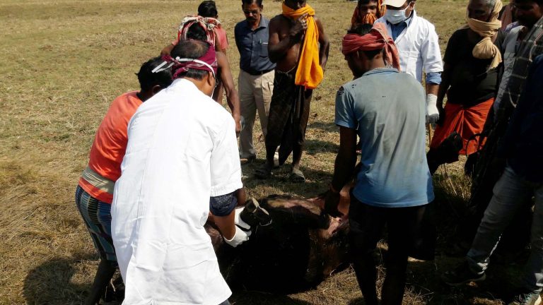 Over Hundred Buffaloes Die Of Unknown Disease In Bhadrak