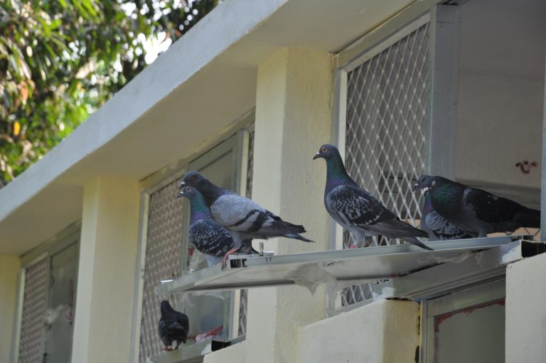 Pigeons Can Pose Grave Risks To Pulmonary Health; Check Details