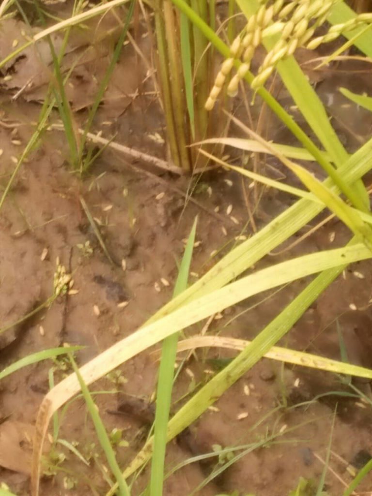 crops damaged due to hailstorm Nor'wester odisha