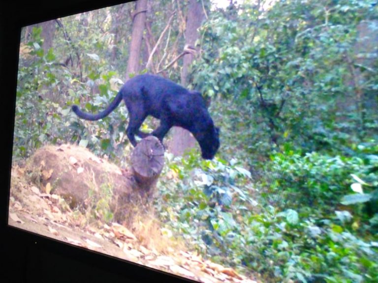 panther spotted in sundargarh odisha for the 1st time