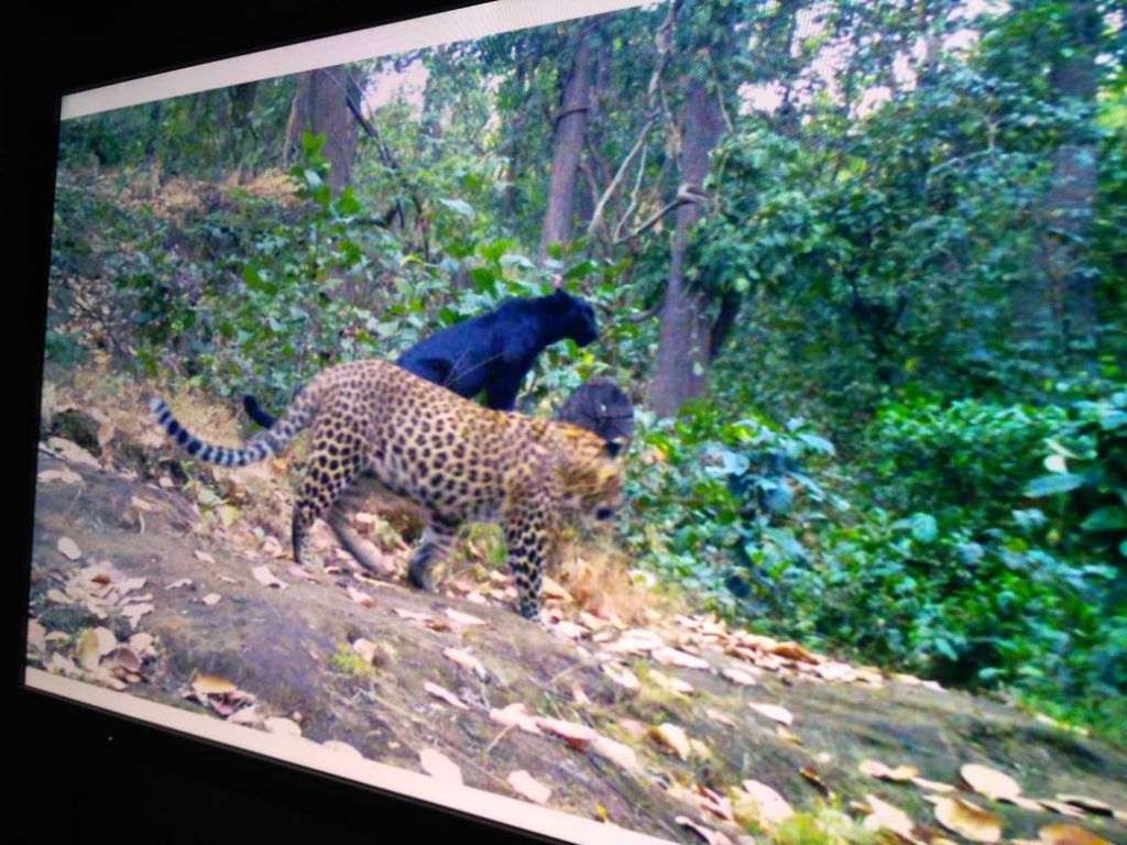 panther spotted in sundargarh odisha for the 1st time 
