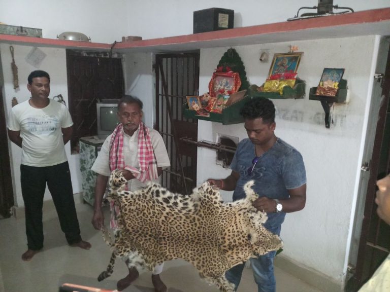 Leopard Skin Seized, Two Detained In Sambalpur