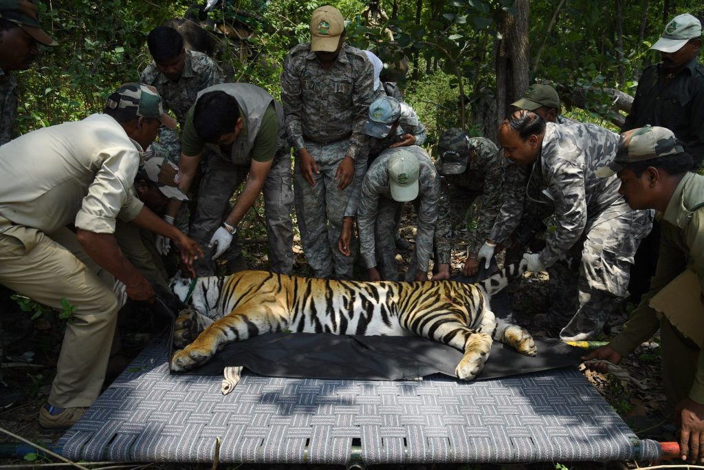 Tiger transported from Kahna to Satkosia