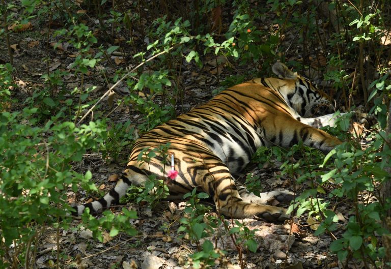 'Tiger' Fear In Odisha's Nawarangpur Village