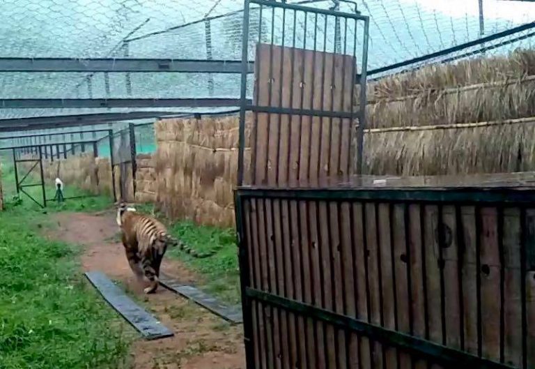 Royal Bengal Tigress From MP To Arrive In Satkosia Sanctuary This Week