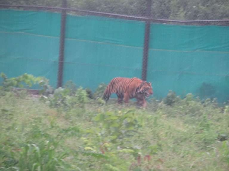 Bengal Tigress From MP To Be Released Into Satkosia Enclosure Tonight