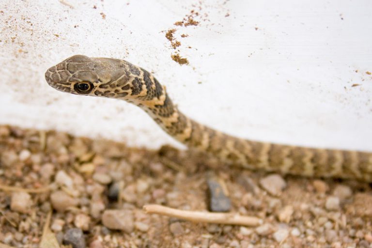 Sorcerer Called In To Treat Snakebite Patient In Dhenkanal Hosp