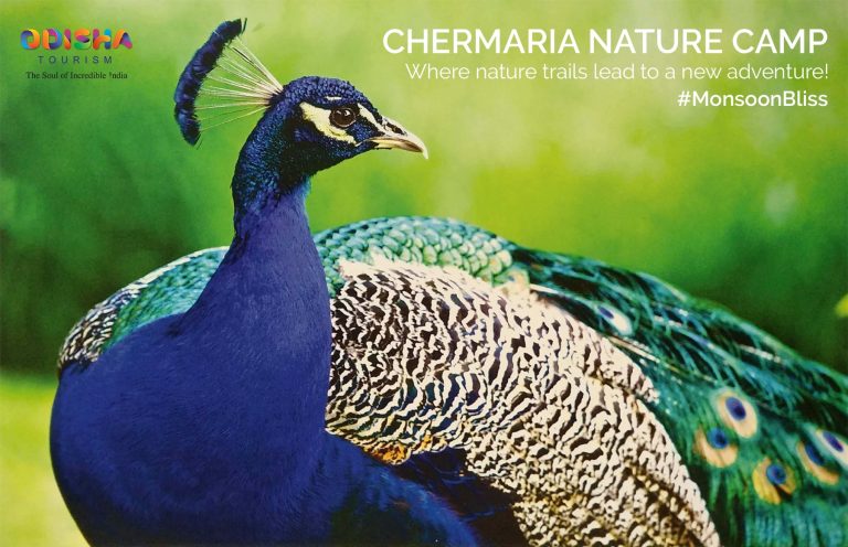 Blackbucks & Peacocks Nature Camps To Promote Eco Tourism