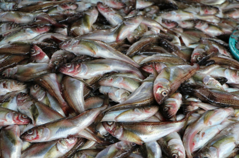 No Sale Of Marine Fish In Bhubaneswar For 10 Days