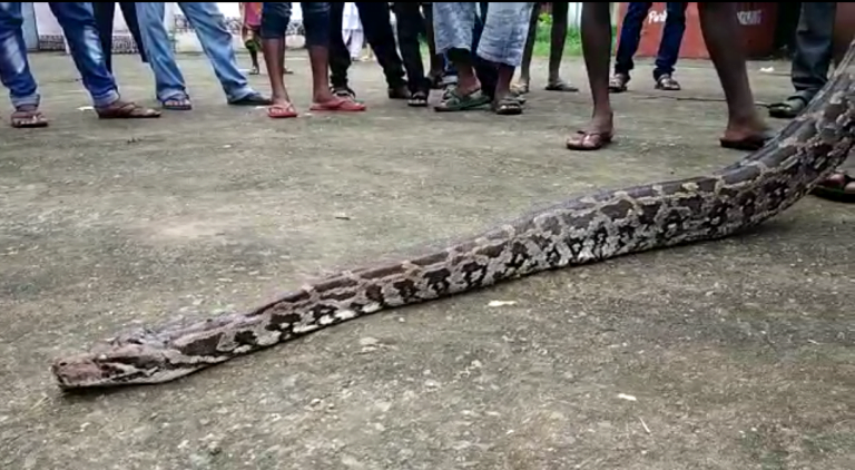12-Ft Python Rescued In Odisha’s Kalahandi