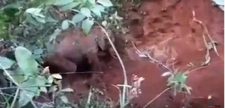 Tusker Rescued From Moat In Odisha’s Sambalpur
