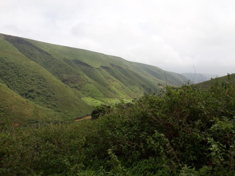 Koraput To Promote Coffee Cultivation