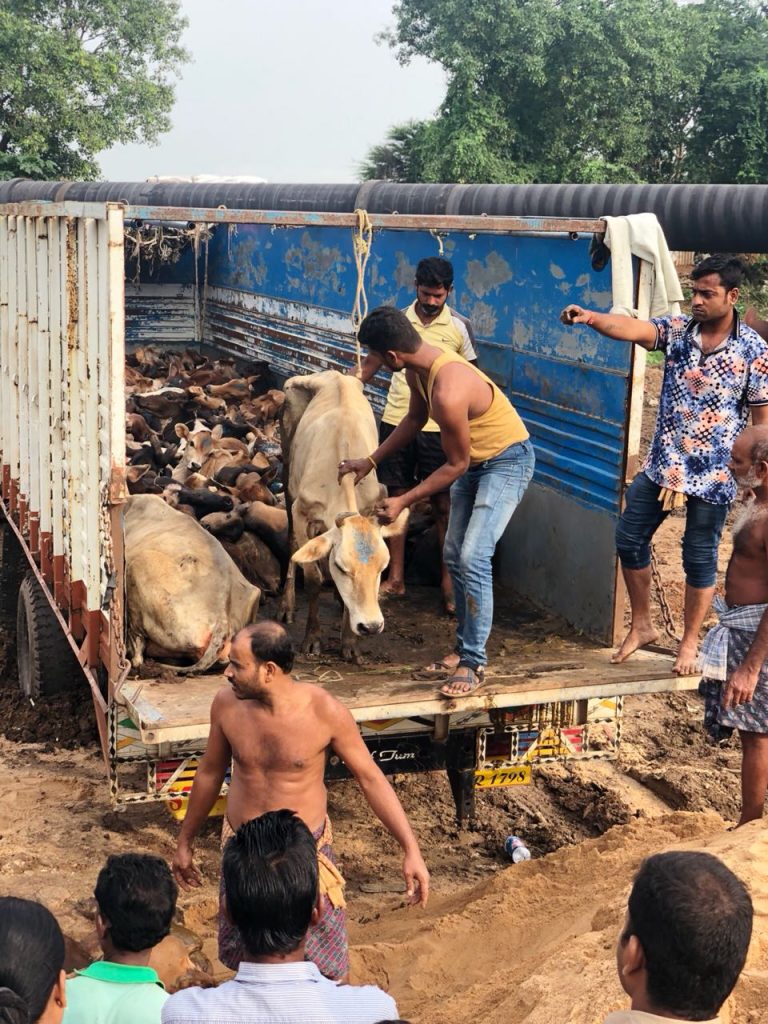 Over 200 Cows Rescued In Khurda