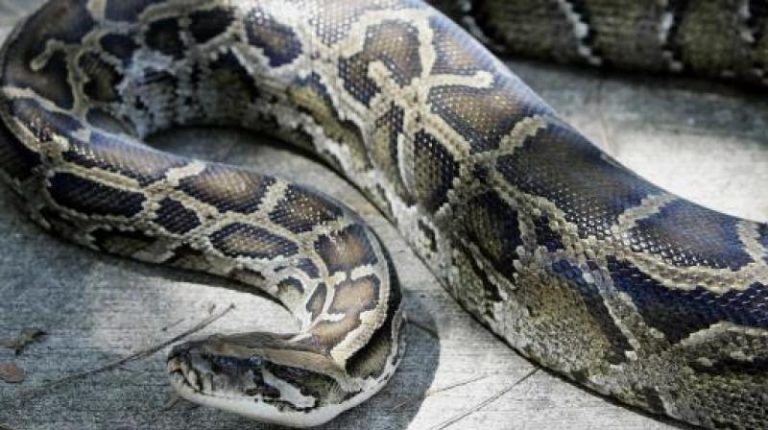 Injured Rock Python Rescued in Koraput