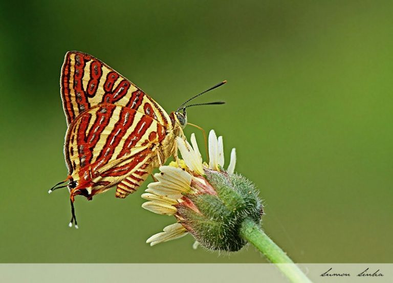 World Photography Day: Odisha Through Their Lens!