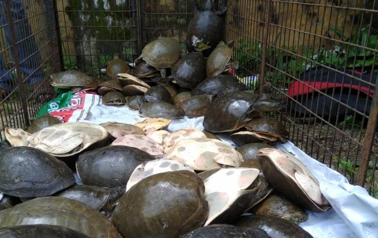 91 Turtles Rescued, 2 Held In Balasore