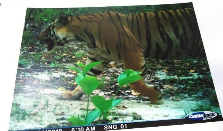 Royal Bengal Tigers Stride Across 3 New Territories In Odisha