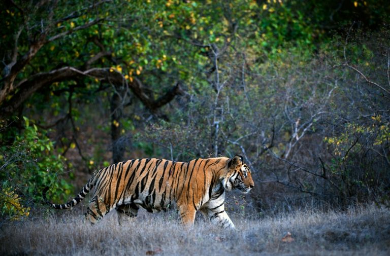 Satkosia Tigress Mauls Elderly Man To Death