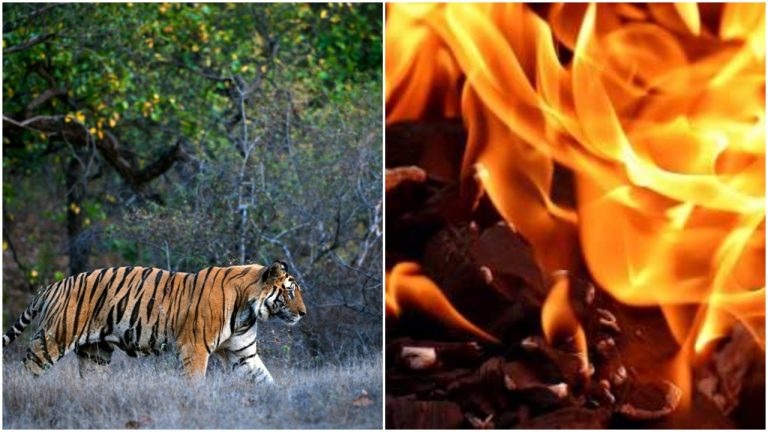 Villagers Torch Range Office, Beat House After Tigress Mauls Woman to Death