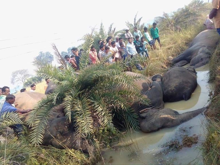 Move On To Bring Down Elephant Deaths In Odisha
