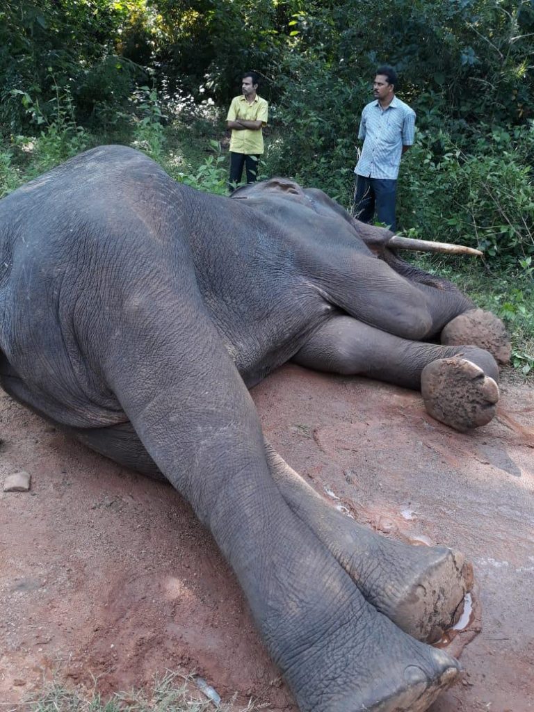 Dhenkanal Elephant Deaths: NGT Probe Team Visits Kamalanga Village