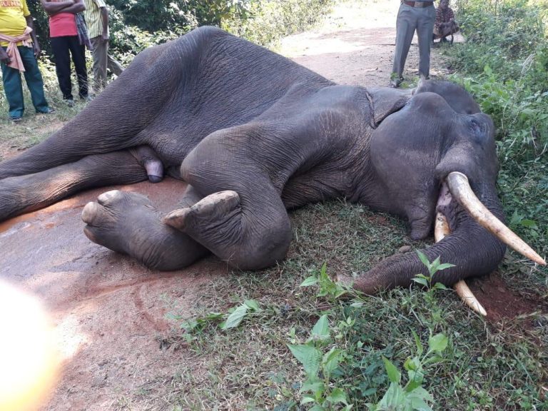 Tusker Shot By Poacher At Narasinghpur In Athagarh Forest Division