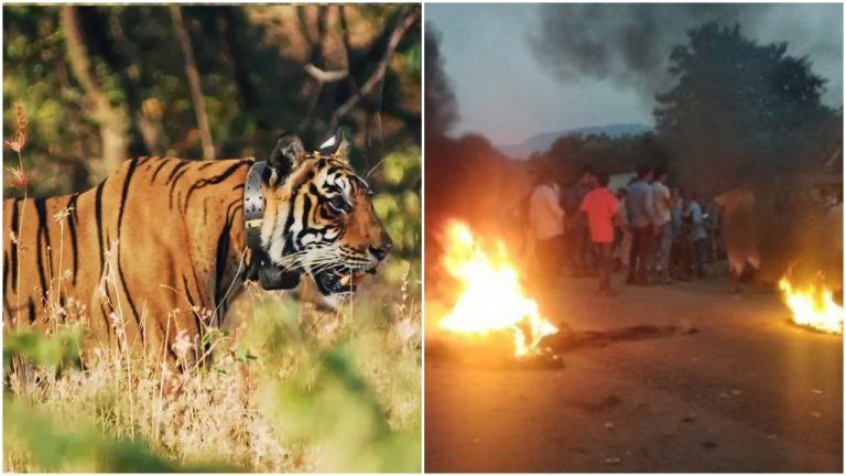 BJP Leader Arrested For Violence Over Satkosia Tigress