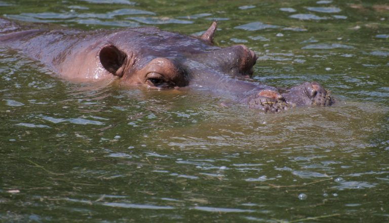 Hippo Pair From Nandankanan Sent To Chhattisgarh