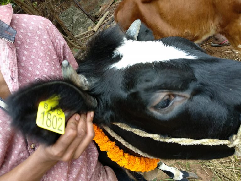 BMC Starts Ear Tagging Of Livestock In Odisha Capital