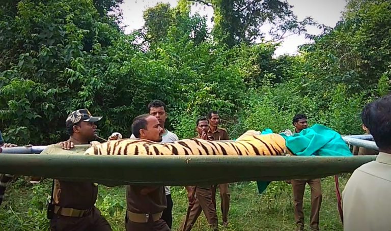 Watch: Panel To Decide On Relocation Of Satkosia Tigress Sundari