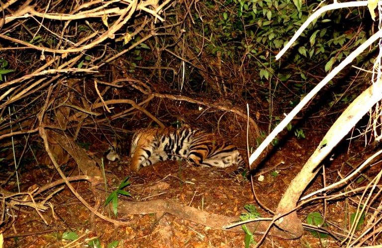 Satkosia Bengal Tiger Mahavir Sustained Fatal Wound In Poachers’ Trap: Report